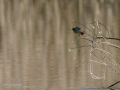 Mosquitero común - Phylloscopus collybita - Mosquiter comú