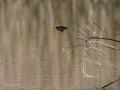 Mosquitero común - Phylloscopus collybita - Mosquiter comú