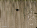 Mosquitero común - Phylloscopus collybita - Mosquiter comú