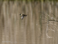 Mosquitero común - Phylloscopus collybita - Mosquiter comú