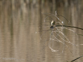 Mosquitero común - Phylloscopus collybita - Mosquiter comú