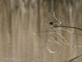 Mosquitero común - Phylloscopus collybita - Mosquiter comú