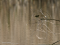 Mosquitero común - Phylloscopus collybita - Mosquiter comú
