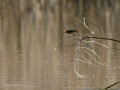 Mosquitero común - Phylloscopus collybita - Mosquiter comú