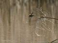 Mosquitero común - Phylloscopus collybita - Mosquiter comú