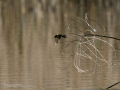 Mosquitero común - Phylloscopus collybita - Mosquiter comú