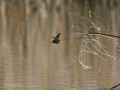 Mosquitero común - Phylloscopus collybita - Mosquiter comú