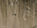 Mosquitero común - Phylloscopus collybita - Mosquiter comú