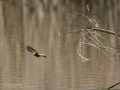 Mosquitero común - Phylloscopus collybita - Mosquiter comú