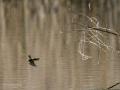 Mosquitero común - Phylloscopus collybita - Mosquiter comú