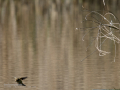 Mosquitero común - Phylloscopus collybita - Mosquiter comú