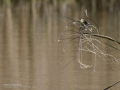 Mosquitero común - Phylloscopus collybita - Mosquiter comú