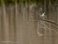 Mosquitero común - Phylloscopus collybita - Mosquiter comú