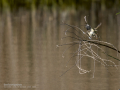 Mosquitero común - Phylloscopus collybita - Mosquiter comú