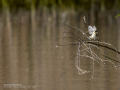 Mosquitero común - Phylloscopus collybita - Mosquiter comú