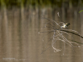 Mosquitero común - Phylloscopus collybita - Mosquiter comú
