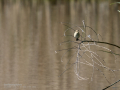 Mosquitero común - Phylloscopus collybita - Mosquiter comú