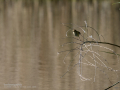 Mosquitero común - Phylloscopus collybita - Mosquiter comú