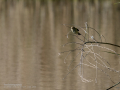 Mosquitero común - Phylloscopus collybita - Mosquiter comú