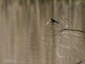 Mosquitero común - Phylloscopus collybita - Mosquiter comú