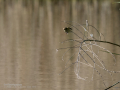 Mosquitero común - Phylloscopus collybita - Mosquiter comú