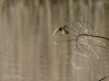 Mosquitero común - Phylloscopus collybita - Mosquiter comú