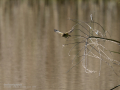 Mosquitero común - Phylloscopus collybita - Mosquiter comú