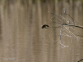Mosquitero común - Phylloscopus collybita - Mosquiter comú