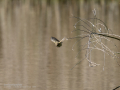 Mosquitero común - Phylloscopus collybita - Mosquiter comú