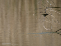 Mosquitero común - Phylloscopus collybita - Mosquiter comú