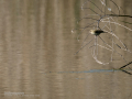 Mosquitero común - Phylloscopus collybita - Mosquiter comú