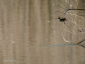 Mosquitero común - Phylloscopus collybita - Mosquiter comú