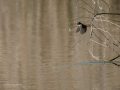 Mosquitero común - Phylloscopus collybita - Mosquiter comú