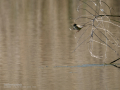 Mosquitero común - Phylloscopus collybita - Mosquiter comú
