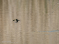 Mosquitero común - Phylloscopus collybita - Mosquiter comú