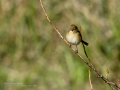 Mosquitero común - Phylloscopus collybita - Mosquiter comú