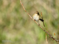 Mosquitero común - Phylloscopus collybita - Mosquiter comú