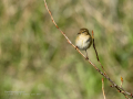 Mosquitero común - Phylloscopus collybita - Mosquiter comú