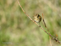 Mosquitero común - Phylloscopus collybita - Mosquiter comú