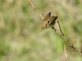 Mosquitero común - Phylloscopus collybita - Mosquiter comú