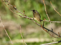 Mosquitero común - Phylloscopus collybita - Mosquiter comú