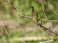 Mosquitero común - Phylloscopus collybita - Mosquiter comú