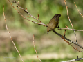 Mosquitero común - Phylloscopus collybita - Mosquiter comú