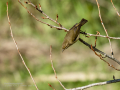 Mosquitero común - Phylloscopus collybita - Mosquiter comú