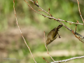 Mosquitero común - Phylloscopus collybita - Mosquiter comú