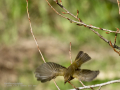 Mosquitero común - Phylloscopus collybita - Mosquiter comú