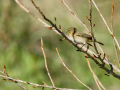 Mosquitero común - Phylloscopus collybita - Mosquiter comú