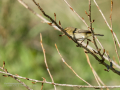 Mosquitero común - Phylloscopus collybita - Mosquiter comú
