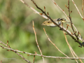 Mosquitero común - Phylloscopus collybita - Mosquiter comú