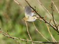 Mosquitero común - Phylloscopus collybita - Mosquiter comú